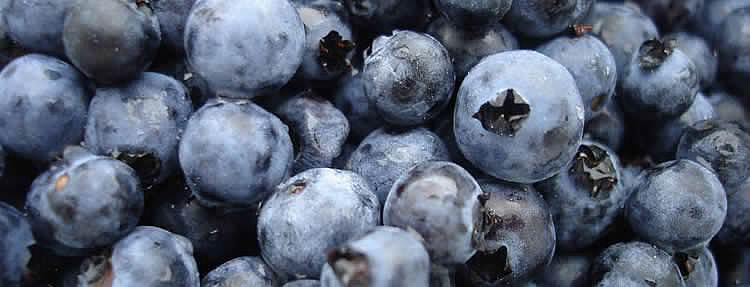 wild-blueberries