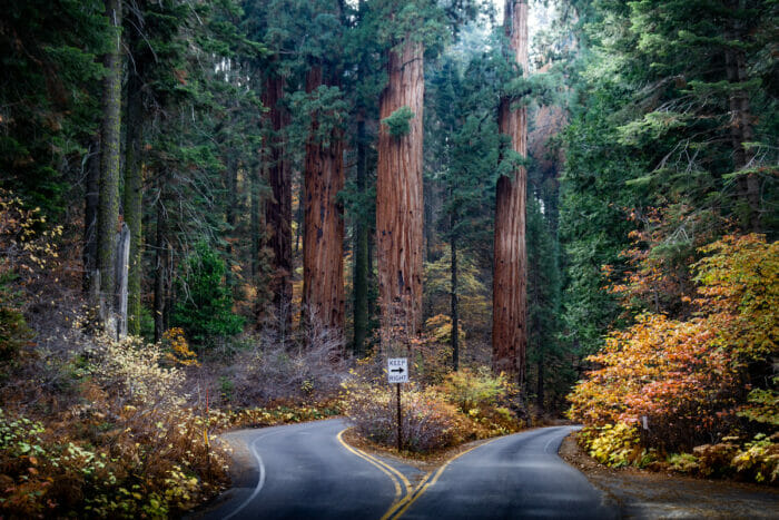Amazing photo of a divided road in Sequoia National Park in the autumn with amazing colored leaves.