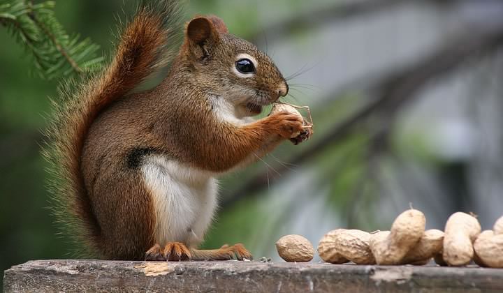 squirrel_peanuts
